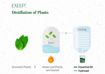 What is Hydro Distillation?