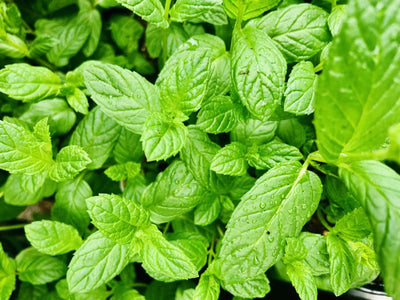 (Pepper) Mint: How Mint Water is Made?