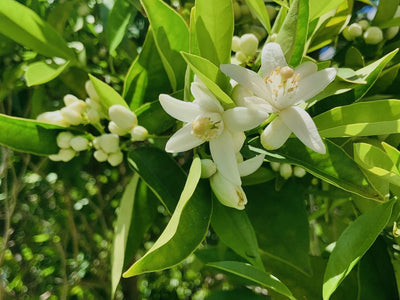 Neroli Oil and Neroli Hydrosol: How They Are Made?